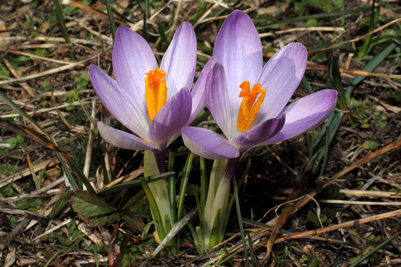 Un po'' di Crocus liguri (visto che  il periodo)